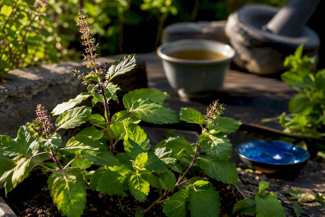 Fresh tulsi leaves beside herbal infusion