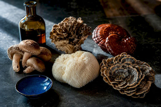Assorted medicinal mushroom fruiting bodies